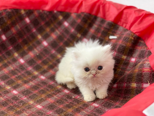 Espectaculares Gatos Persa Disponibles Mascotas Rionegro