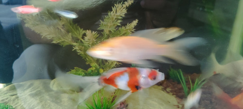 Carpa Koi Blanca