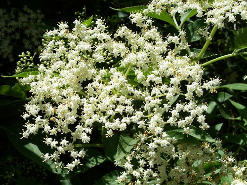Sementes De Sabugueiro Sambucus Nigra Elder Fruta Flor