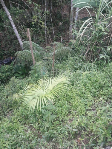 Imagem 10 de 20 de Chácara À Venda No Bairro Brilhante Ii - Itajaí/sc - 2156c