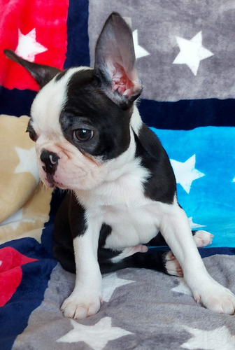 Boston Terrier Con Pedigrí Internacional. Hijos De Campeones