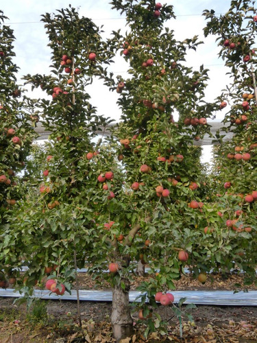 Campo Frutícola En Venta En Linares