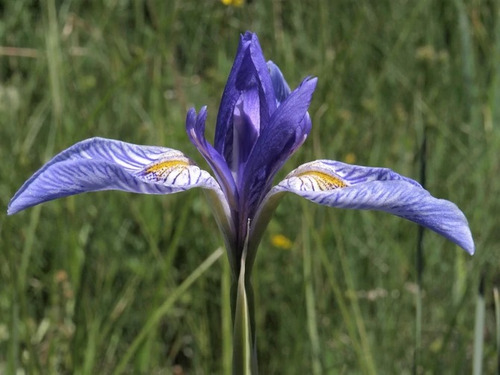 15 Semillas De Iris Azul Silvestre Missouriensis Lrio Flor | MercadoLibre