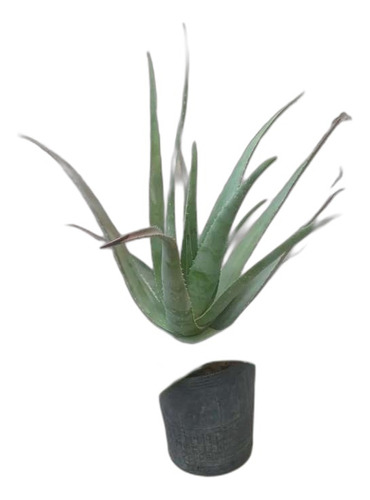 Planta De Aloe Vera Mediana Barbadensis Miller