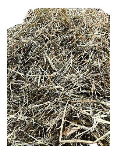 Feno Tifiton Super Premium Fresco Para Roedores Fardo De 3kg