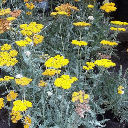 Imagen 6 de 6 de Achillea Filipendulina