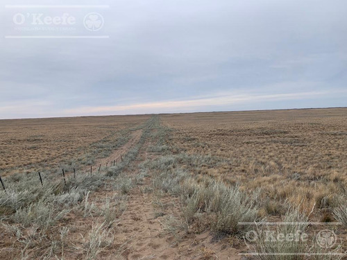 Campo De Cría/recría 74.000 Has. Para 8800 Madres, Armado En Mendoza