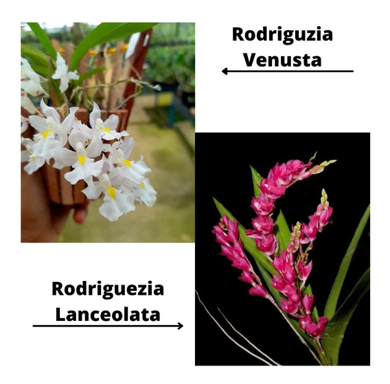 Orquidea Rodriguezia Lanceolata Adultas Vermelha | MercadoLivre 📦