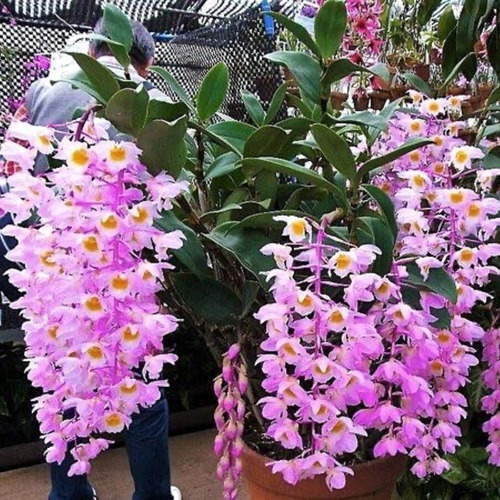 Orquídea Dendrobium Rosy Cluster Exótica Rara Cacho Incrível | Frete grátis