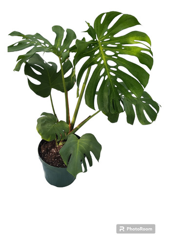 Monstera Enorme