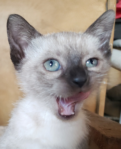 Gatito Siames Macho. Lanús Marrón Claro