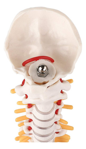 Un Modelo Anatómico Del Esqueleto De La Columna Vertebral Mé