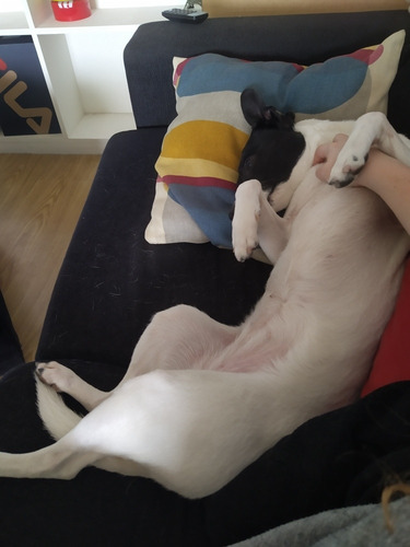 Imagen 7 de 10 de Guardería De Mascotas Guardería Canina Cuidado De Perros