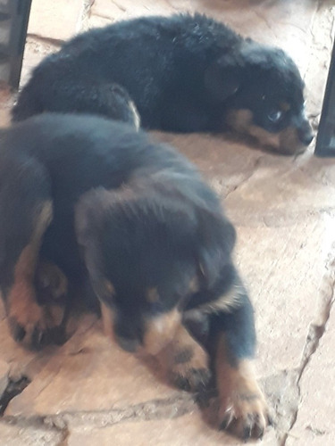 Imagem 3 de 5 de Filhotes De Rottweiler A Venda