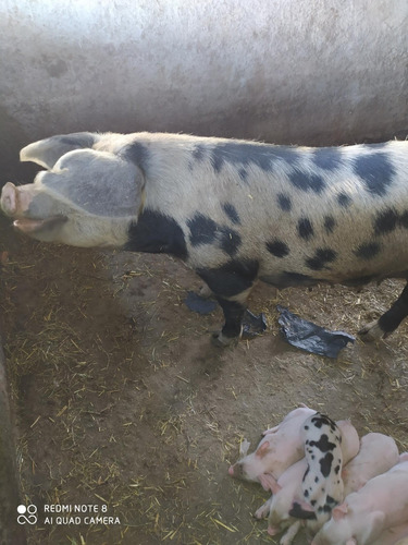 Vendo Buen Campo Con Casa Y Galpón Tajamarar Para Riego!!!