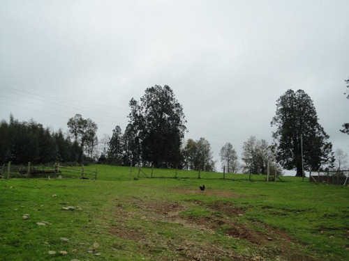 Agrícola En Venta En Paillaco