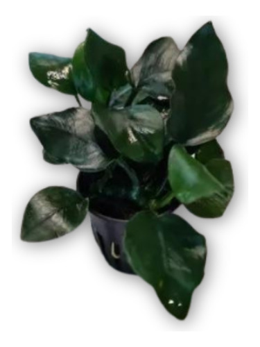 Anubia Thick Leaf Maceta Completa 