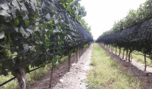 Imagen 3 de 7 de Finca De 23 Has. En Ugarteche