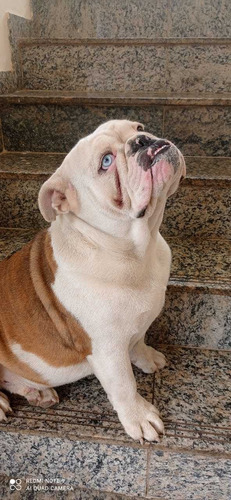 Imagem 6 de 8 de Bulldog Inglês Exótico Disponível