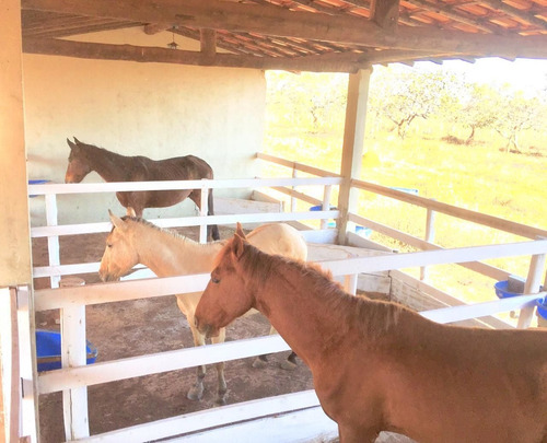 Fazenda Lagoa Santa 20hectares - 3619