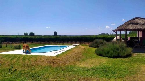 Imagen 9 de 19 de Campo Finca En Produccion Tunuyan Mendoza Valle De Uco