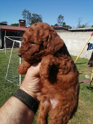 Imagen 6 de 8 de Caniche Pelirrojo, Aceptamos Tarjeta!nacen En Marzo