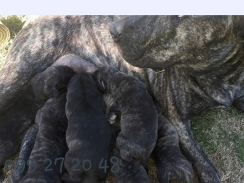 Imagen 9 de 9 de Cojinillo O Pelego Negro