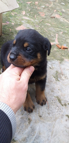 Rottweiler Cachorros Aleman Xxxl