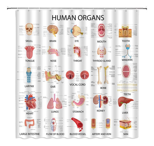 Cortina Ducha Órganos Humanos Anatomía Órgano Cuerpo Vida