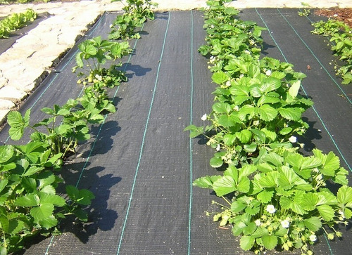 Imagen 6 de 10 de Ground Cover O Malla Antimaleza 2m Ancho X 1m Largo