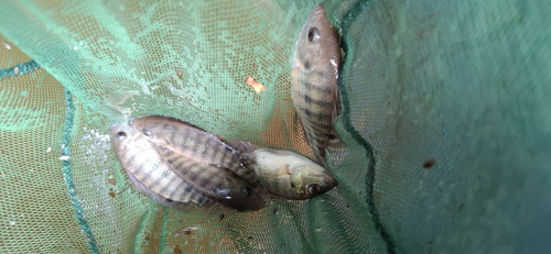 Tilápia Peixe De Criação.