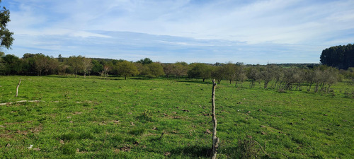 Venta Campo - Colonia Nueva - San Jose- E.r.