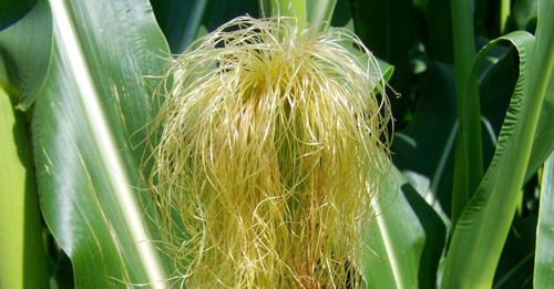 Cabelo De Milho, Erva Seca Para Chá 100 Gr