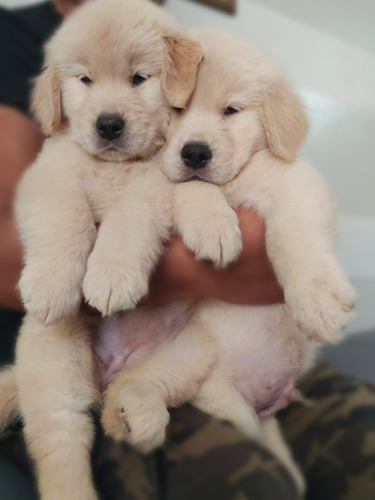 Cachorros Golden Retriever 