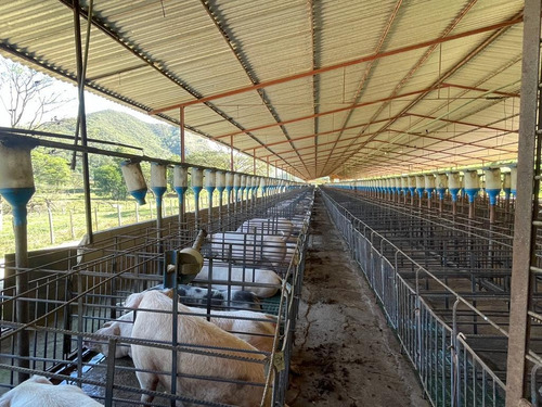 Imagen 3 de 12 de Finca Para La Cria De Cerdos En La Victoria En Venta
