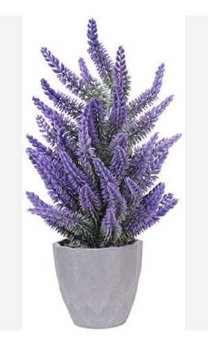 Plantas Suculentas Decorativas Lavanda Con Maceta  