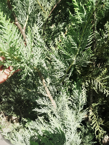 Cipres (el Mejor Para Cerco Y Corta Viento). Arbol Hermano