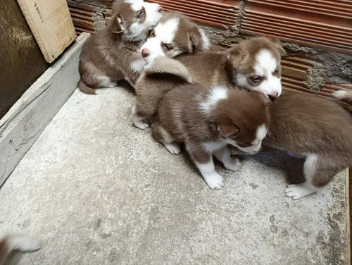 Husky Siberiano Macho De Pelaje Colorido, Bogotá D.c