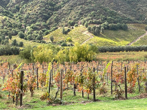 Parcela De 5000 M2 Con Viñedo A Minutos De Santa Cruz