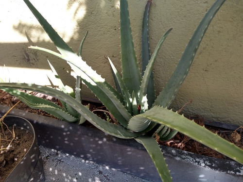 Imagen 1 de 2 de Sábila Aloe Vera