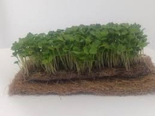 Rúcula Cultivada Microverdes - Microgreens 8g, =4.800 Semen