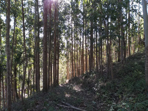 Imagem 4 de 5 de Chácara
