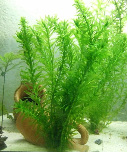 Planta Elodea Para Acuario 40 Tallos