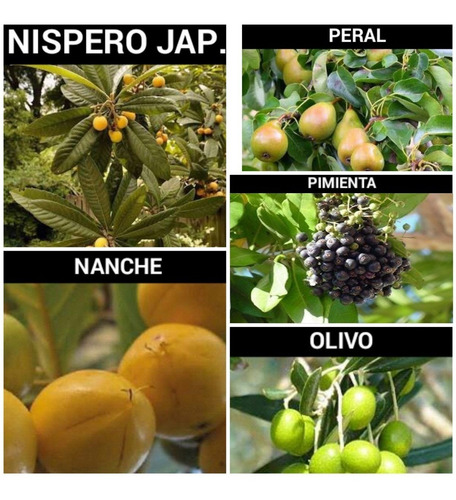 Frutales Lima Injertada Y Capulin