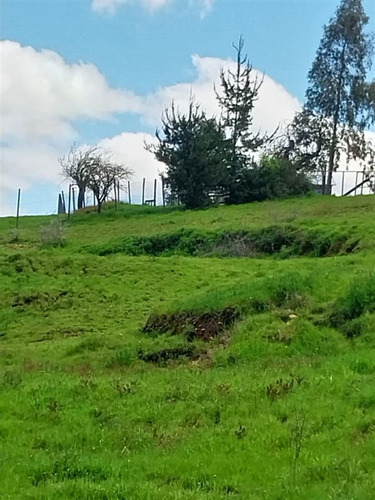 Agrícola En Venta En Cauquenes 9,8 Hectareas