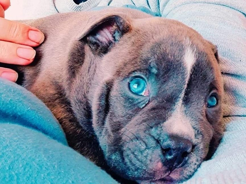 American Bully