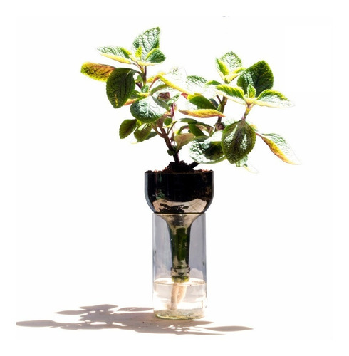 Dolar Negro Little Plant 24 Sin Soporte, Maceta Autorregante