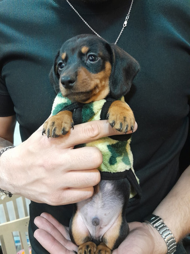Perritos Salchicas
