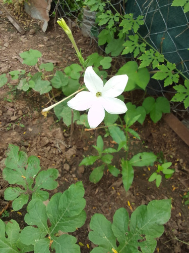Semillas De Flor Silvestre Del Campo. Color Blanco.