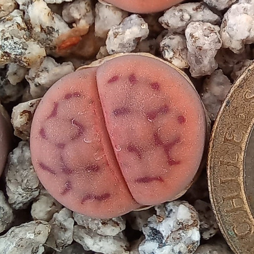 1 Lithops Schwantesii C79 (cactus Piedra/suculentas)